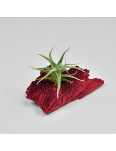Tillandsia Humilis Simplex Ecoterrazas
