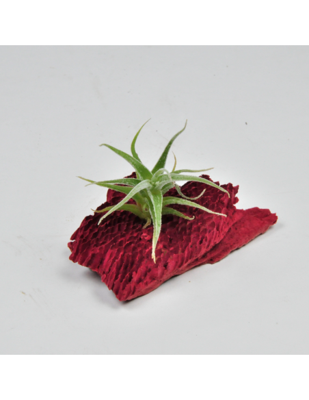 Humilis Simplex Tillandsia Ecoterrazas