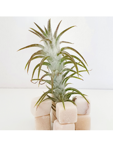 Tillandsia Ionantha Van Hyningii Ecoterrazas