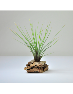 Tillandsia Juncifolia x Tricolor Ecoterrazas