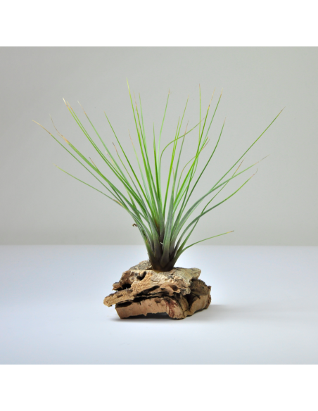 Tillandsia Juncifolia x Tricolor Ecoterrazas