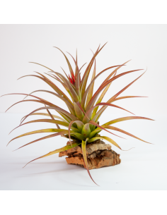 Tillandsia Kolbii x Juncea Ecoterrazas