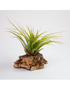 Tillandsia Kolbii x Juncea Ecoterrazas 2