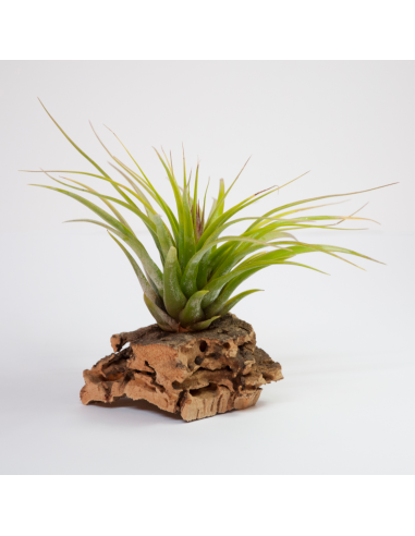 Kolbii x Juncea Tillandsia Ecoterrazas