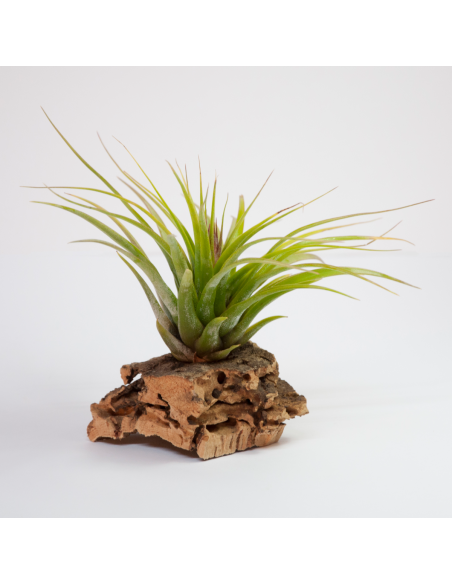 Tillandsia Kolbii x Juncea Ecoterrazas