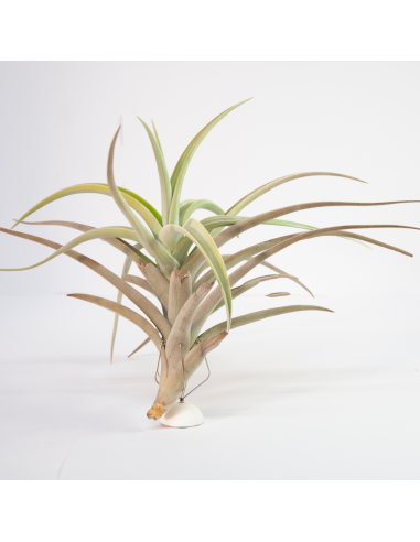 Tillandsia Lotteae Ecoterrazas