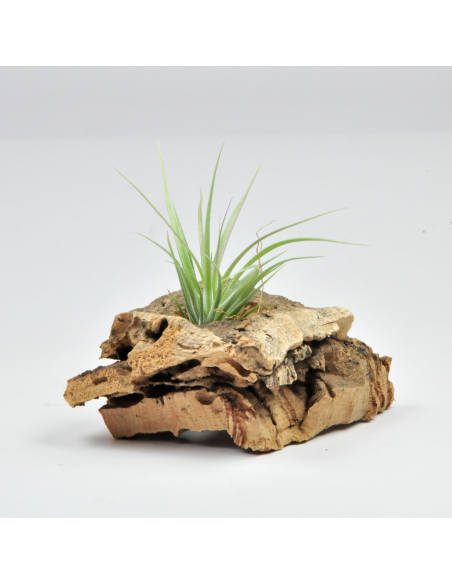 Carminea x Stricta Hart Tillandsia Ecoterrazas
