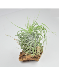 Delicata Tillandsia Ecoterrazas 2