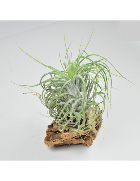 Delicata Tillandsia Ecoterrazas