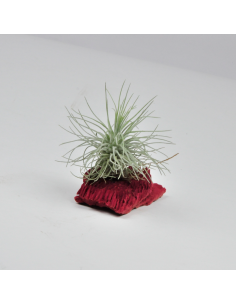 Fuchsii Mexico X Fuchsii Gracilis Tillandsia Ecoterrazas 2