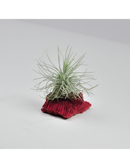 Tillandsia Fuchsii Mexico X Fuchsii Gracilis Ecoterrazas