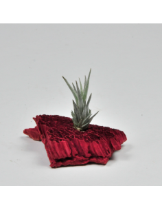 Tillandsia Gerdae Ecoterrazas