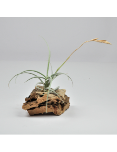 Holm´s Calicarpa Tillandsia Ecoterrazas