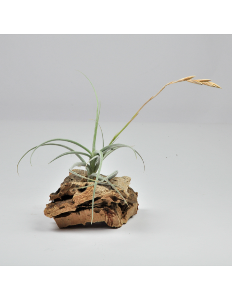Tillandsia Holm´s Calicarpa Ecoterrazas