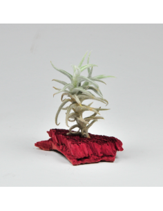 Tillandsia Paleacea Enano Ecoterrazas