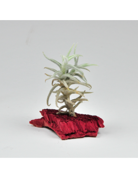 Tillandsia Paleacea Enano Ecoterrazas