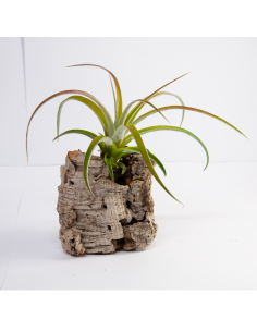 Tillandsia Riohondensis Ecoterrazas