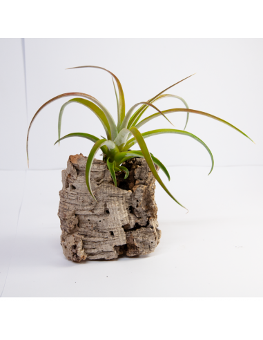 Riohondensis Tillandsia Ecoterrazas