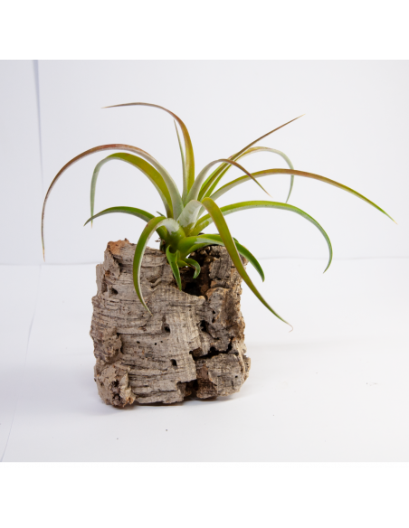 Tillandsia Riohondensis Ecoterrazas