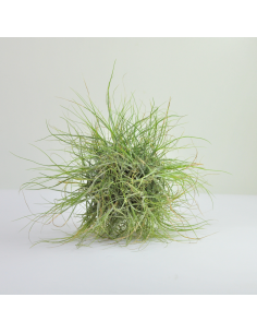 Tillandsia Schiedeana Wireball Ecoterrazas