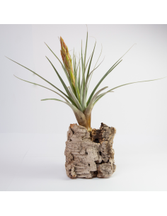 Tillandsia Tacpanensis Ecoterrazas