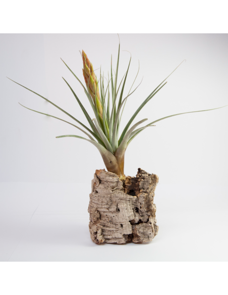 Tacpanensis Tillandsia Ecoterrazas