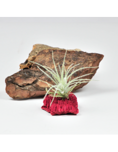 Tillandsia Tectorum Filifoliata Ecoterrazas