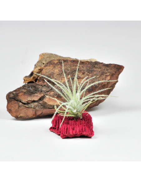 Tillandsia Tectorum Filifoliata Ecoterrazas