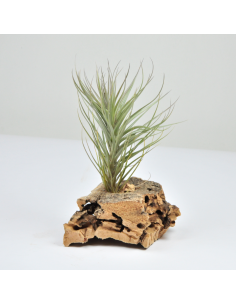 Tillandsia Holm´s Starfruit Ecoterrazas