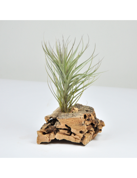 Tillandsia Holm´s Starfruit Ecoterrazas