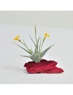 Tillandsia Holm´s Sunrays Ecoterrazas