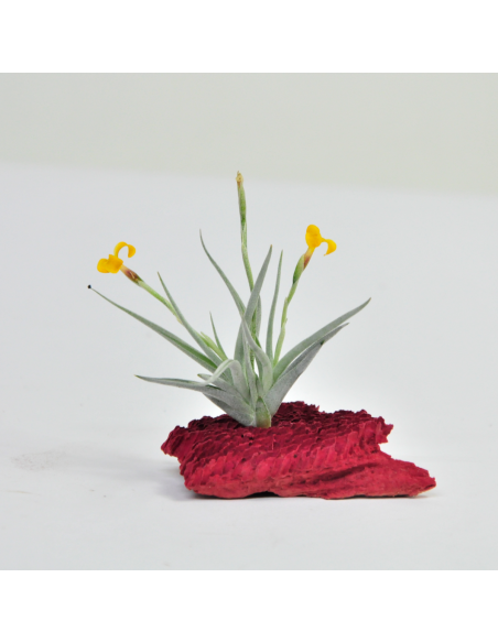 Tillandsia Holm´s Sunrays Ecoterrazas