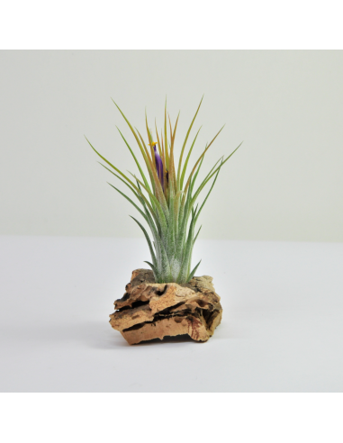 Holm´s Volcano Tillandsia Ecoterrazas
