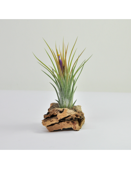 Tillandsia Holm´s Volcano Ecoterrazas