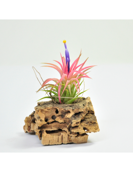 Tillandsia Ionantha Huamelula Ecoterrazas