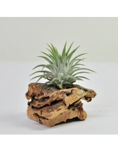 Midi Grey Ionantha Tillandsia Ecoterrazas
