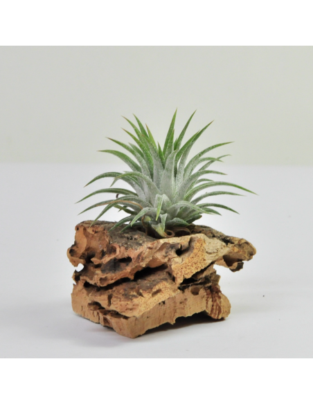 Midi Grey Ionantha Tillandsia Ecoterrazas