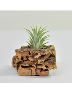Tillandsia Ionantha Mini Ecoterrazas