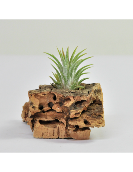 Tillandsia Ionantha Mini Ecoterrazas