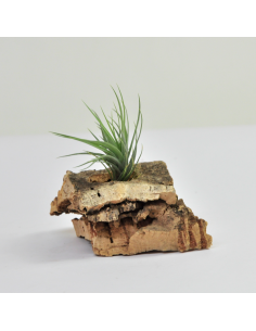 Tillandsia Tenuifolia Vaginata x Tenuifolia Amethyst Ecoterrazas