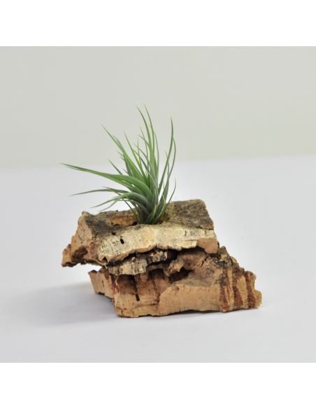 Tillandsia Tenuifolia Vaginata x Tenuifolia Amethyst Ecoterrazas