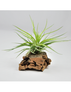 Tillandsia Tenuifolia x Stricta Hart Ecoterrazas