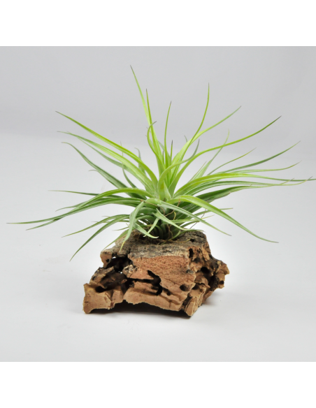 Tillandsia Tenuifolia x Stricta Hart Ecoterrazas