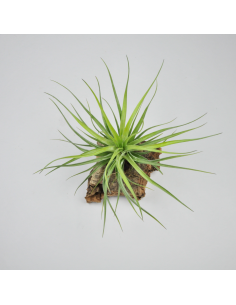 Tillandsia Tenuifolia x Stricta Hart Ecoterrazas 2