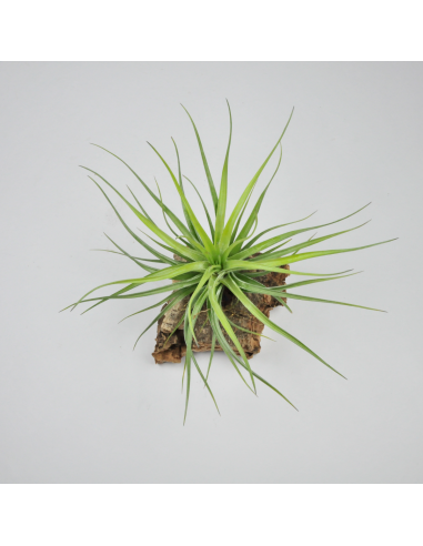 Tillandsia Tenuifolia x Stricta Hart Ecoterrazas