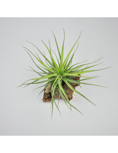 Tillandsia Tenuifolia x Stricta Hart Ecoterrazas