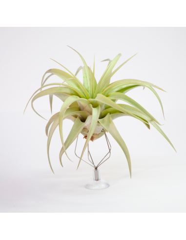 Tillandsia Rio Hondo Ecoterrazas