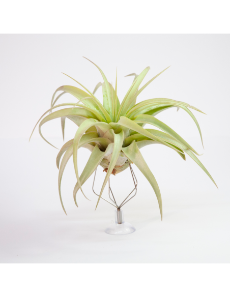Tillandsia Rio Hondo Ecoterrazas