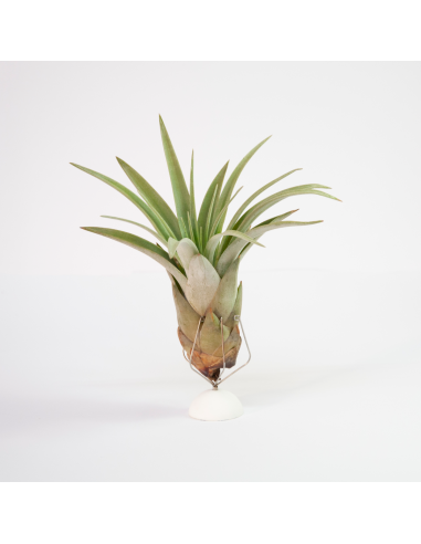 Zacapatensis Tillandsia Ecoterrazas