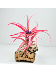 Brachycaulos multiflora Tillandsia Ecoterrazas